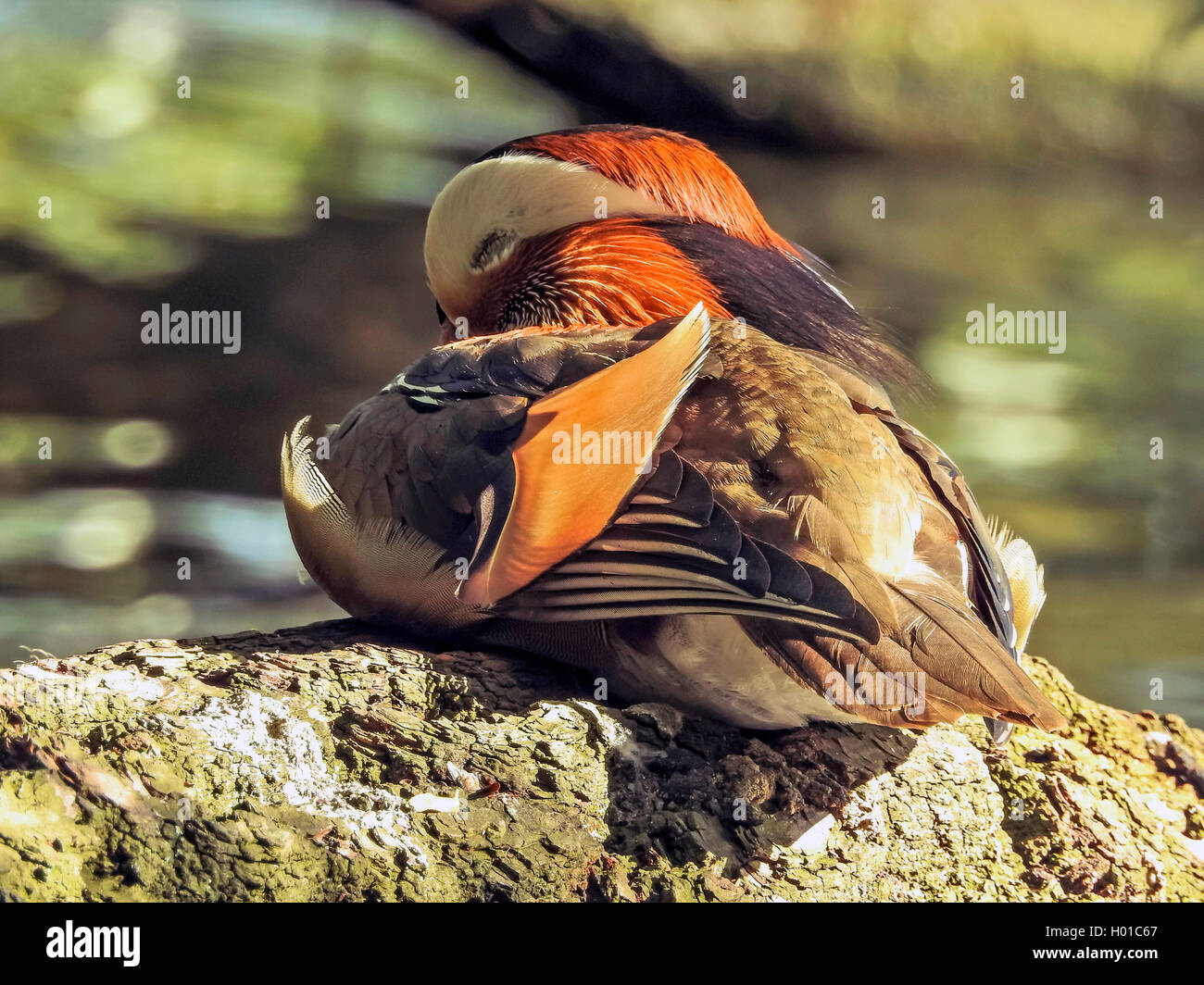 Mandarin Duck Sleeping High Resolution Stock Photography and Images Alamy