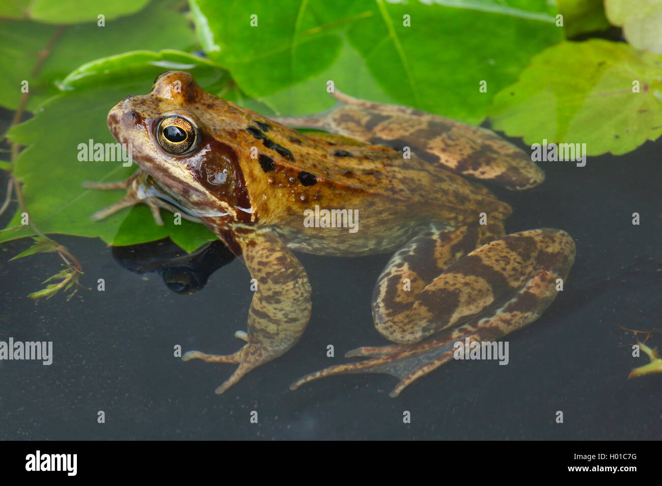 Ein Frosch High Resolution Stock Photography and Images - Alamy