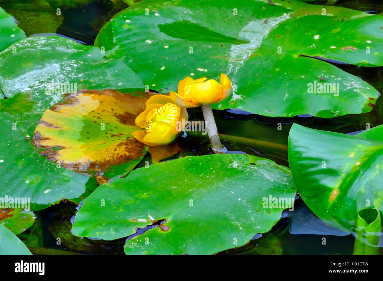 European yellow pond-lily, Yellow water-lily (Nuphar lutea), blooming, Germany Stock Photo