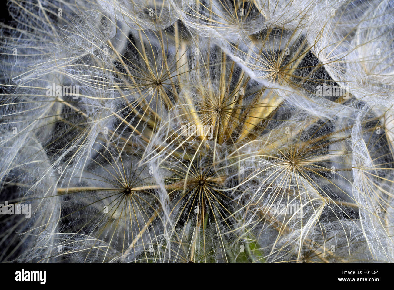 meadow goat's beard, jack-go-to-bed-at-noon, meadow salsifify (Tragopogon pratensis), infructescence in front of black background Stock Photo