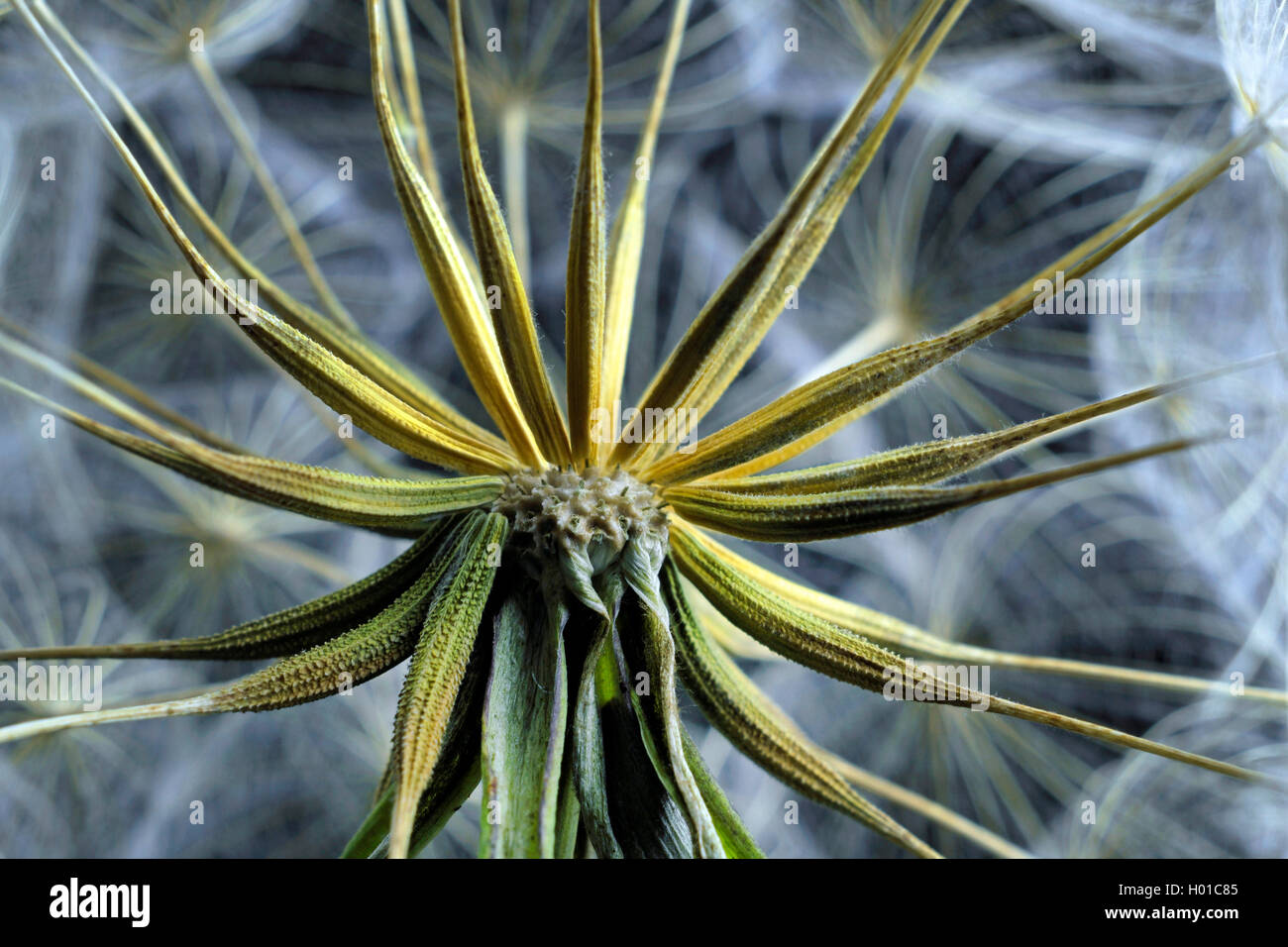 meadow goat's beard, jack-go-to-bed-at-noon, meadow salsifify (Tragopogon pratensis), fruits Stock Photo