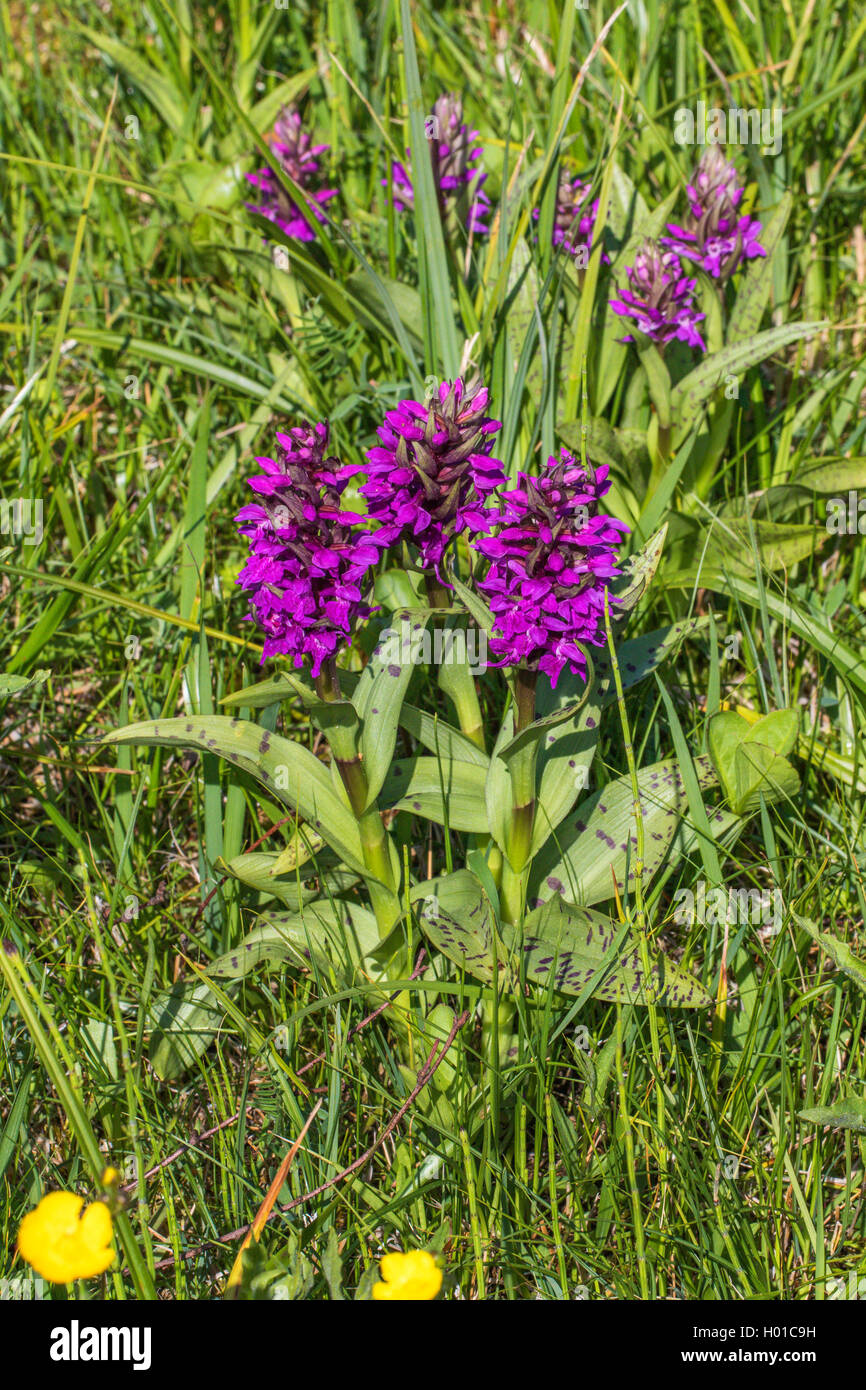western marsh-orchid (Dactylorhiza majalis), blooming in a meadow, Germany, Mecklenburg-Western Pomerania, Rostock Stock Photo