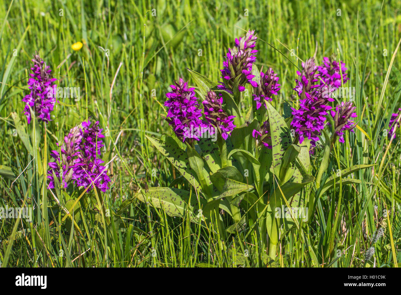 western marsh-orchid (Dactylorhiza majalis), blooming in a meadow, Germany, Mecklenburg-Western Pomerania Stock Photo