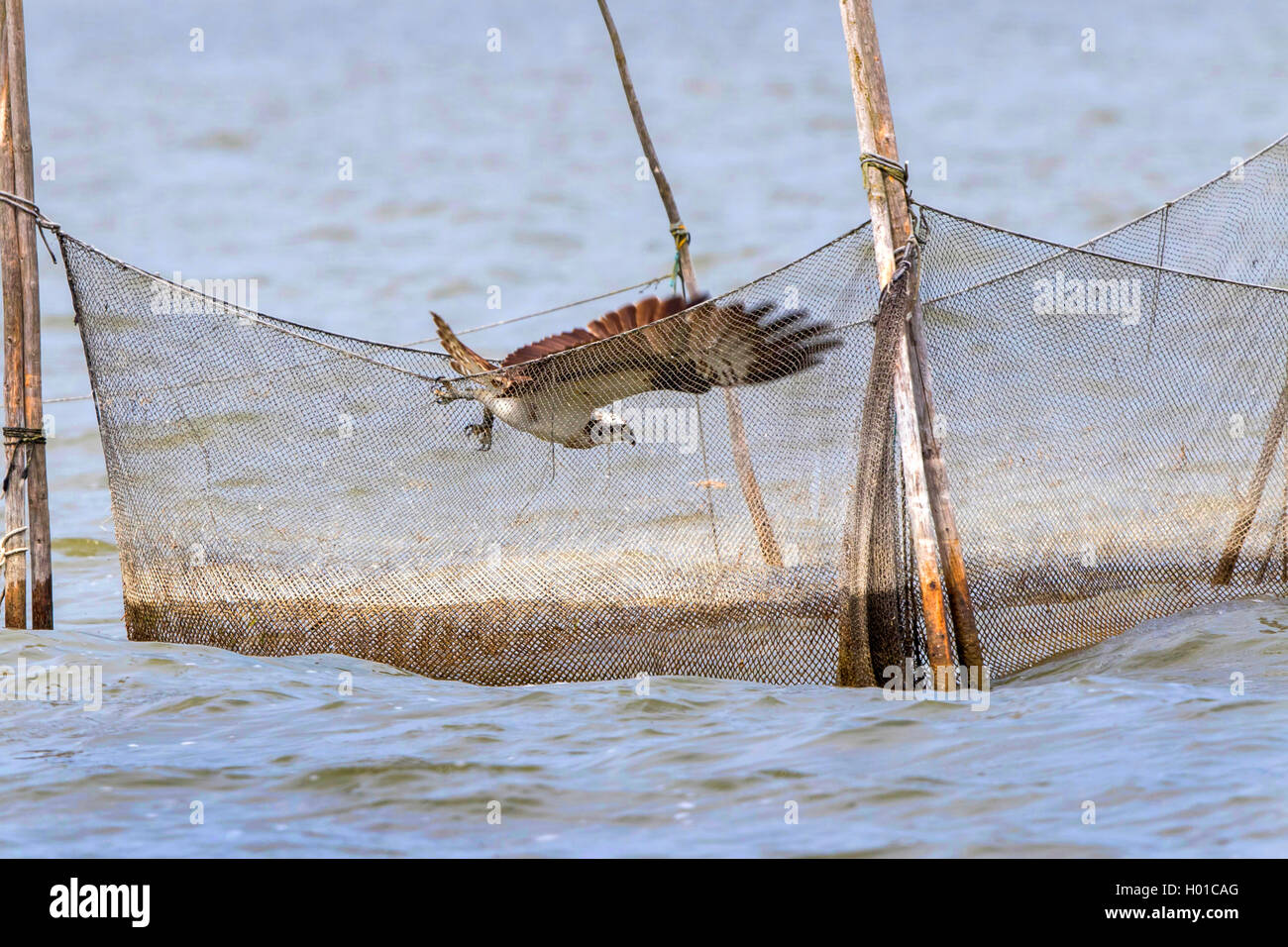 https://c8.alamy.com/comp/H01CAG/osprey-fish-hawk-pandion-haliaetus-osprey-tries-to-catch-a-fish-in-H01CAG.jpg