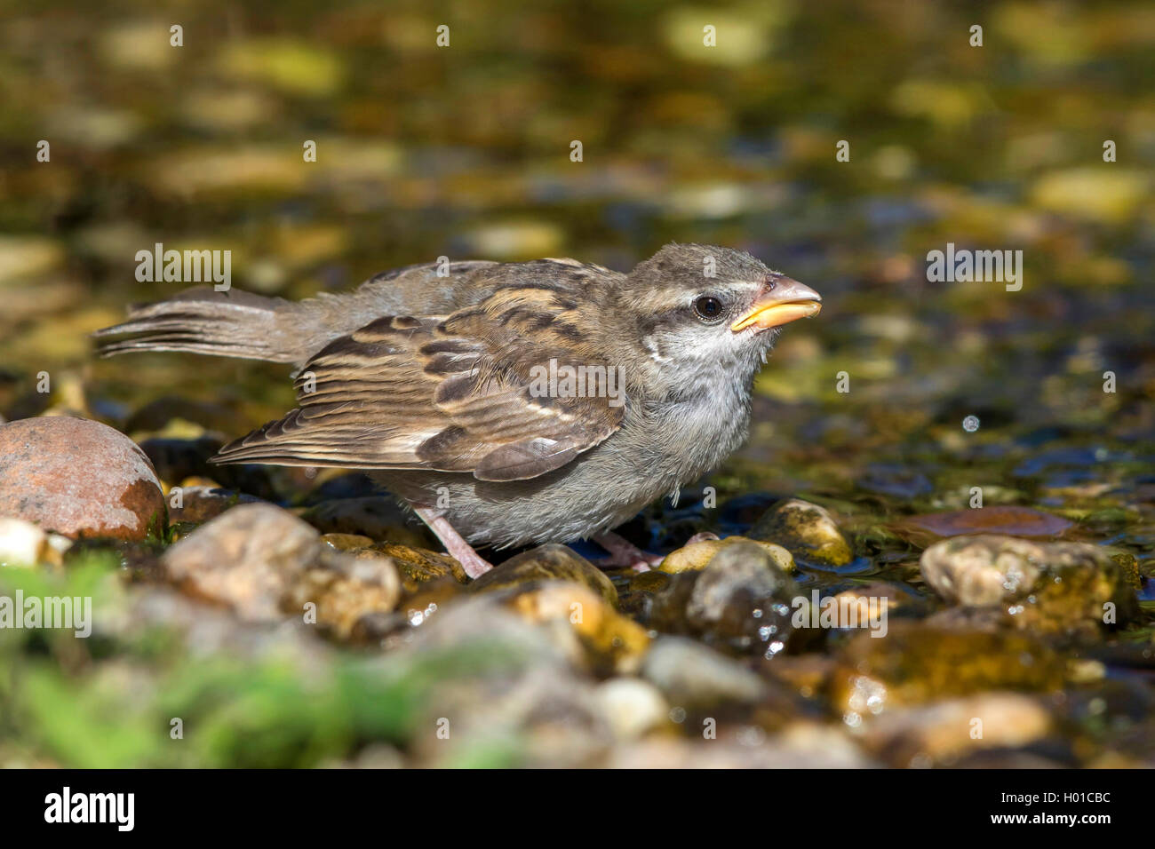 house sparrow (Passer domesticus), fledgeling drinks, Germany, Mecklenburg-Western Pomerania Stock Photo