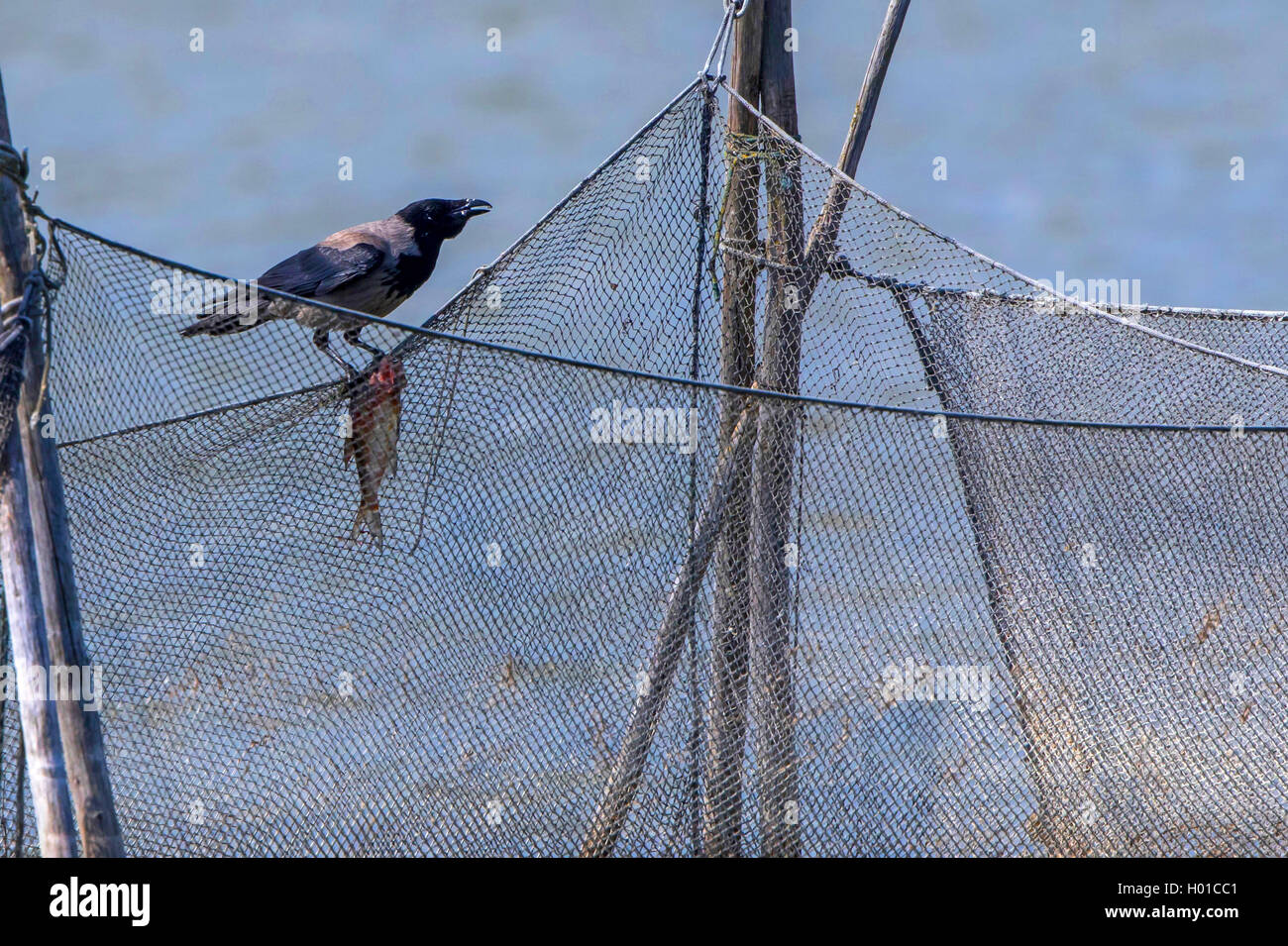 Hooded crow (Corvus corone cornix, Corvus cornix), with caught fish on a fishing net, Germany, Mecklenburg-Western Pomerania Stock Photo