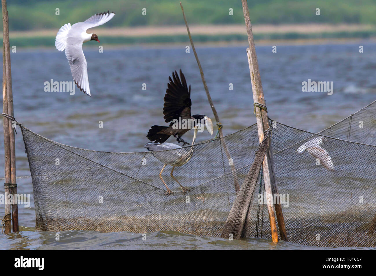 Hooded crow (Corvus corone cornix, Corvus cornix), hooded crow and grwey heron on a fishing net, Germany, Mecklenburg-Western Pomerania, Malchiner See Stock Photo