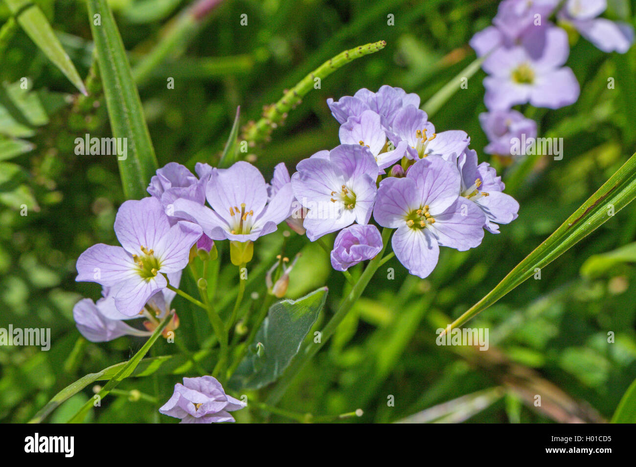 Bog Pink, Cuckoo Flower, Lady's Smock, Milkmaids (Cardamine pratensis ...