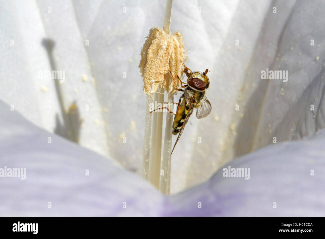 Weisser Stechapfel, Gemeiner Stechapfel (Datura stramonium), Bluete mit Schwebfliege, frisst Pollen, Deutschland, Mecklenburg-Vo Stock Photo