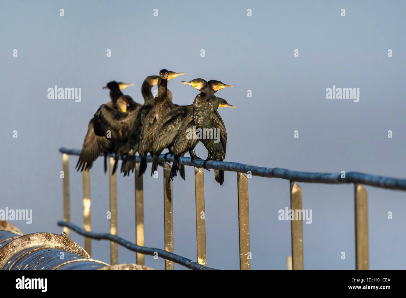 great cormorant (Phalacrocorax carbo), great cormorants on a bridge railing, Germany, Mecklenburg-Western Pomerania Stock Photo
