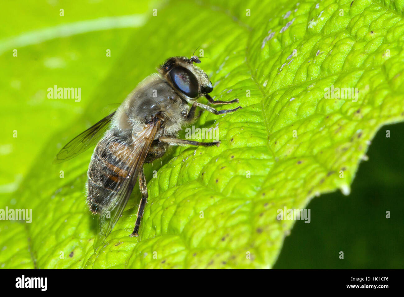 A maggot hires stock photography and images Alamy
