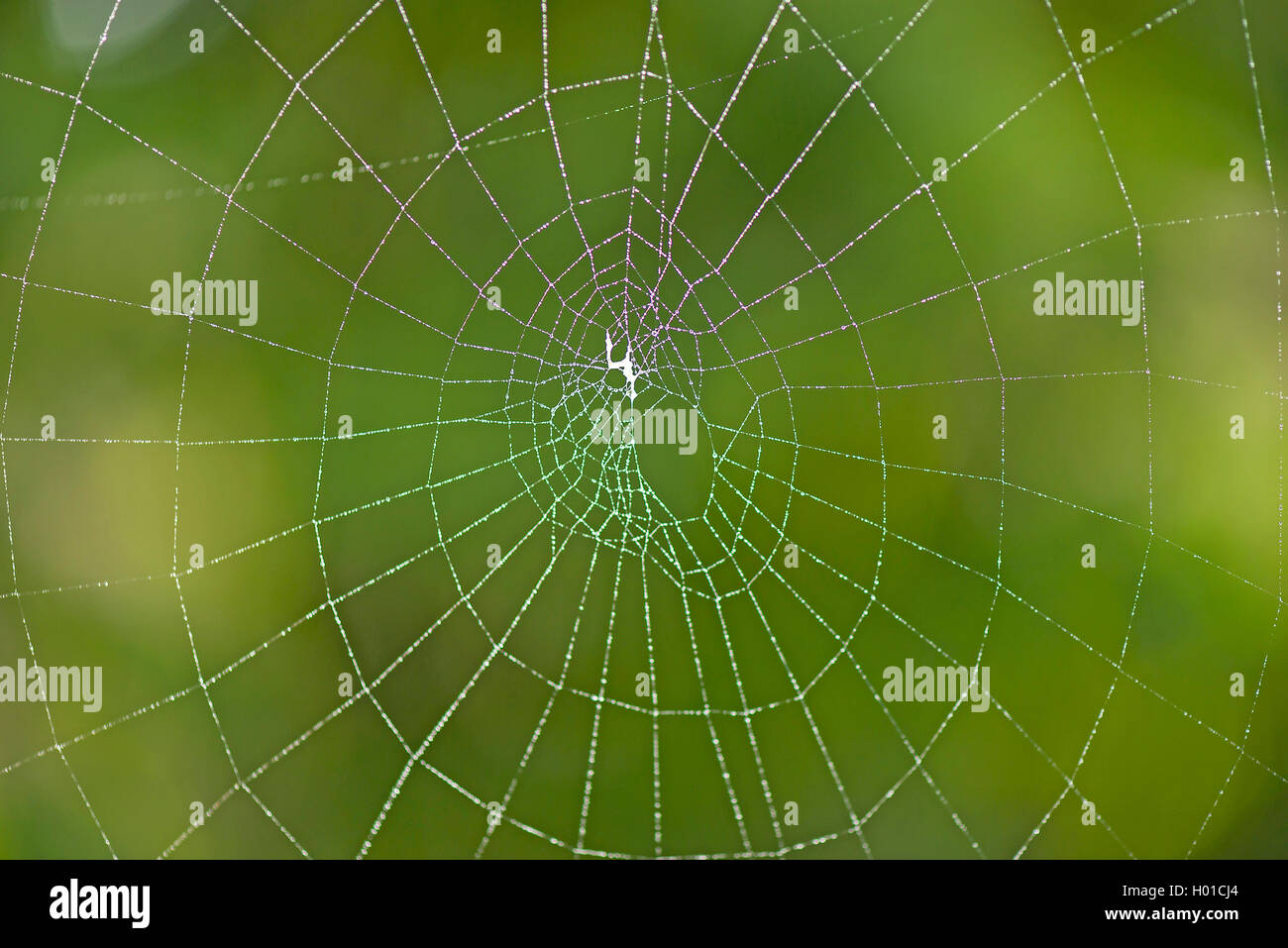 Kreuzspinne, Kreuz-Spinne (Araneinae), Spinnennetz einer Kreuzspinne, Deutschland, NRW | typical orbweavers (Araneinae), spiderw Stock Photo