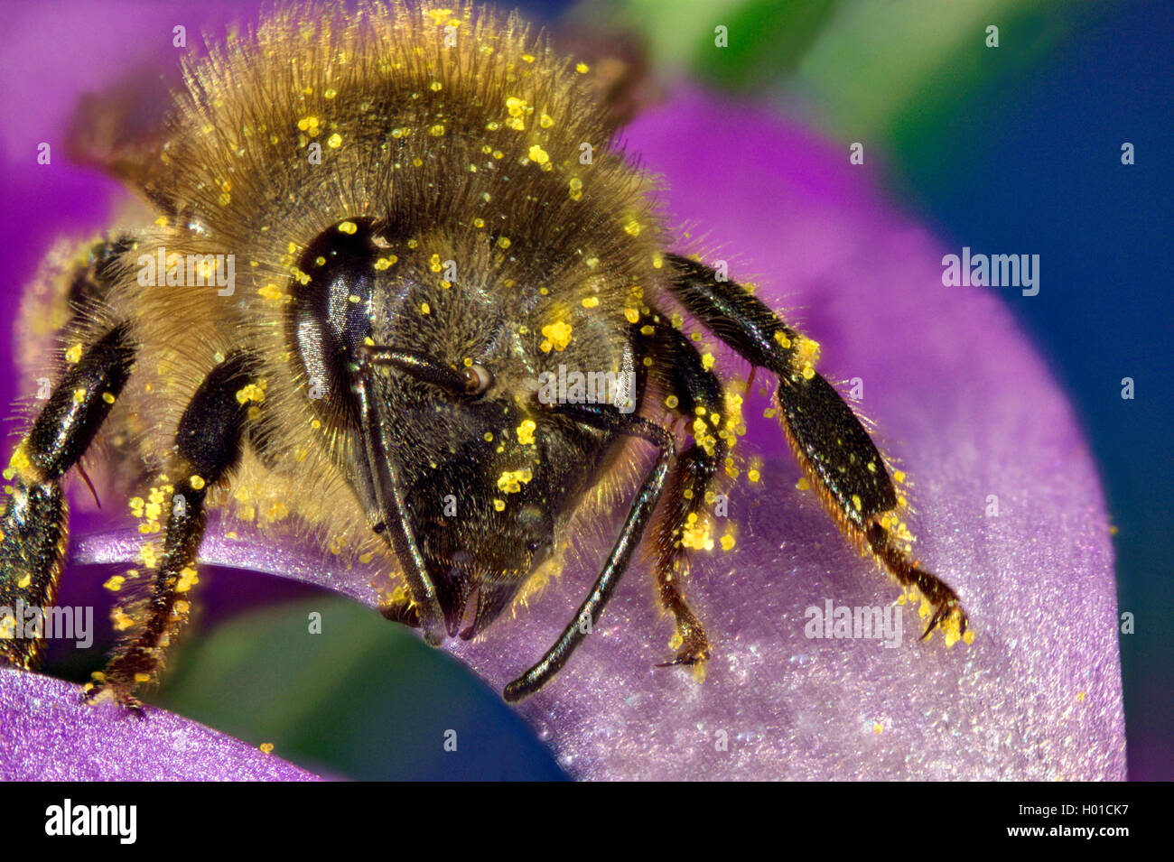 honey bee, hive bee (Apis mellifera mellifera), on a crocus flower, Germany, Mecklenburg-Western Pomerania Stock Photo