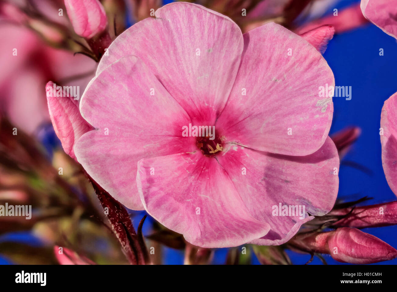 fall phlox, garden phlox (Phlox paniculata), flower, Germany, M-V Stock Photo