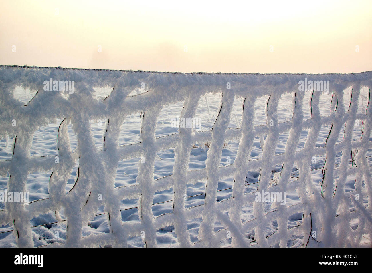 wire-mesh fence with hoar frost, Germany, Mecklenburg-Western Pomerania Stock Photo