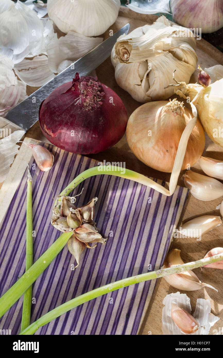 Different organic garlic and onions with an old book cover as a natural