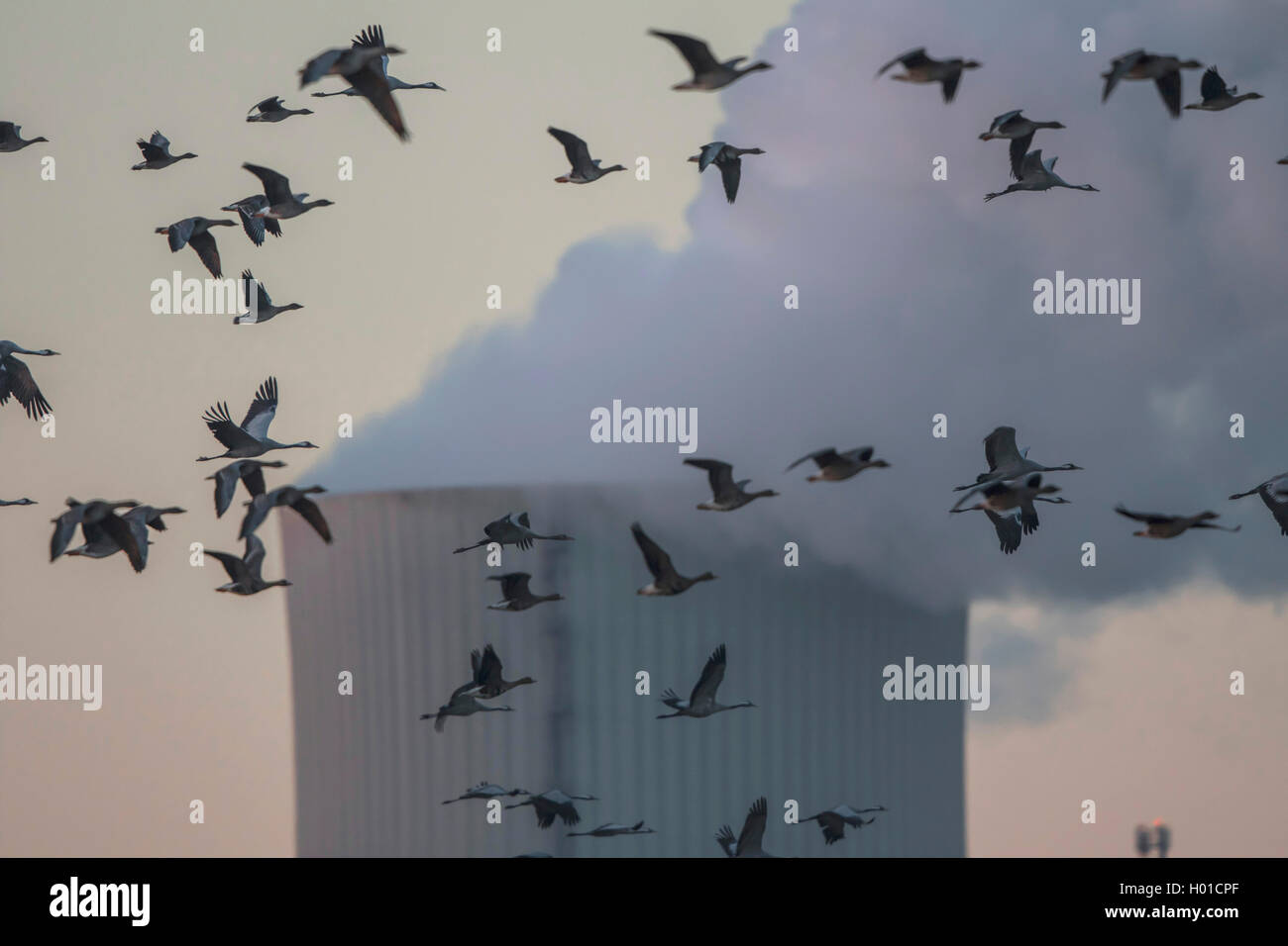 Bean Goose, Taiga Bean Goose (Anser fabalis), Bean geese in fornt of the cooling tower of the power station Rostoch at sunrise, Germany, Mecklenburg-Western Pomerania, Schnatermann, Rostock Stock Photo