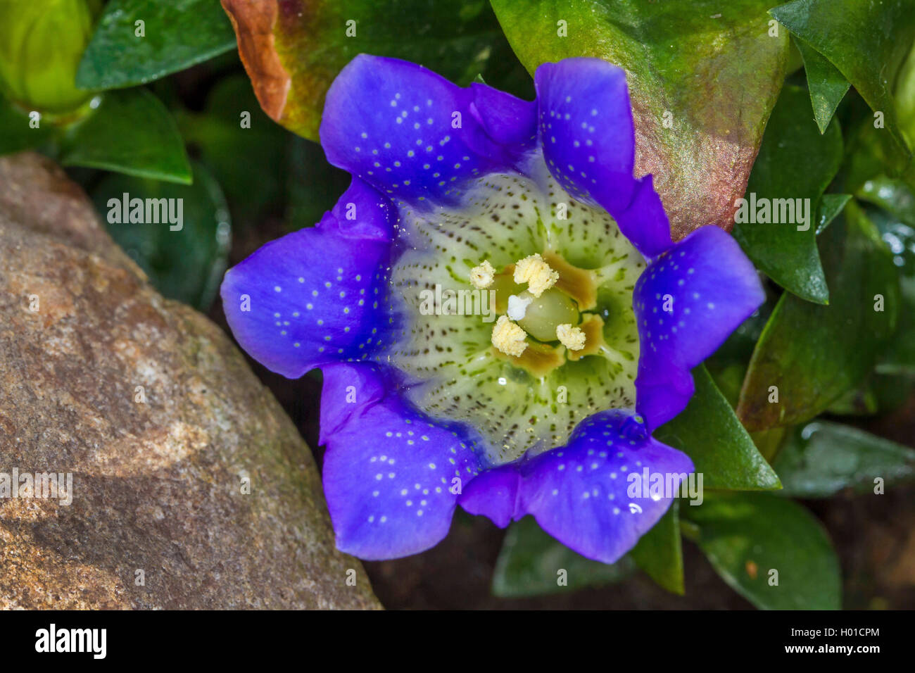 Japanese gentian (Gentiana scabra), flower, Germany, M-V Stock Photo