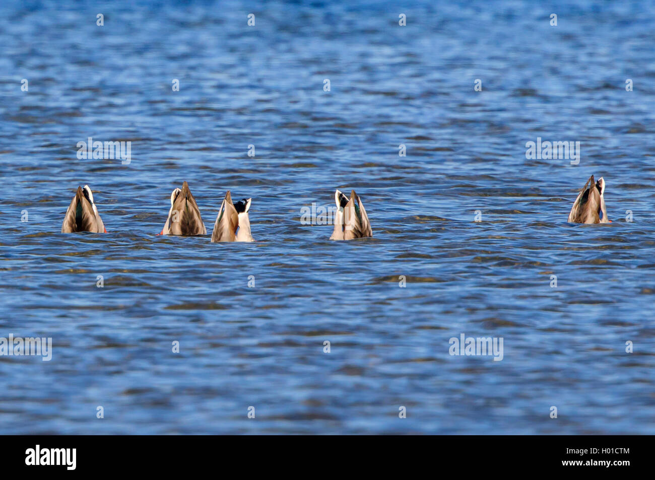 mallard (Anas platyrhynchos), dabbling mallards, Germany, Mecklenburg-Western Pomerania Stock Photo