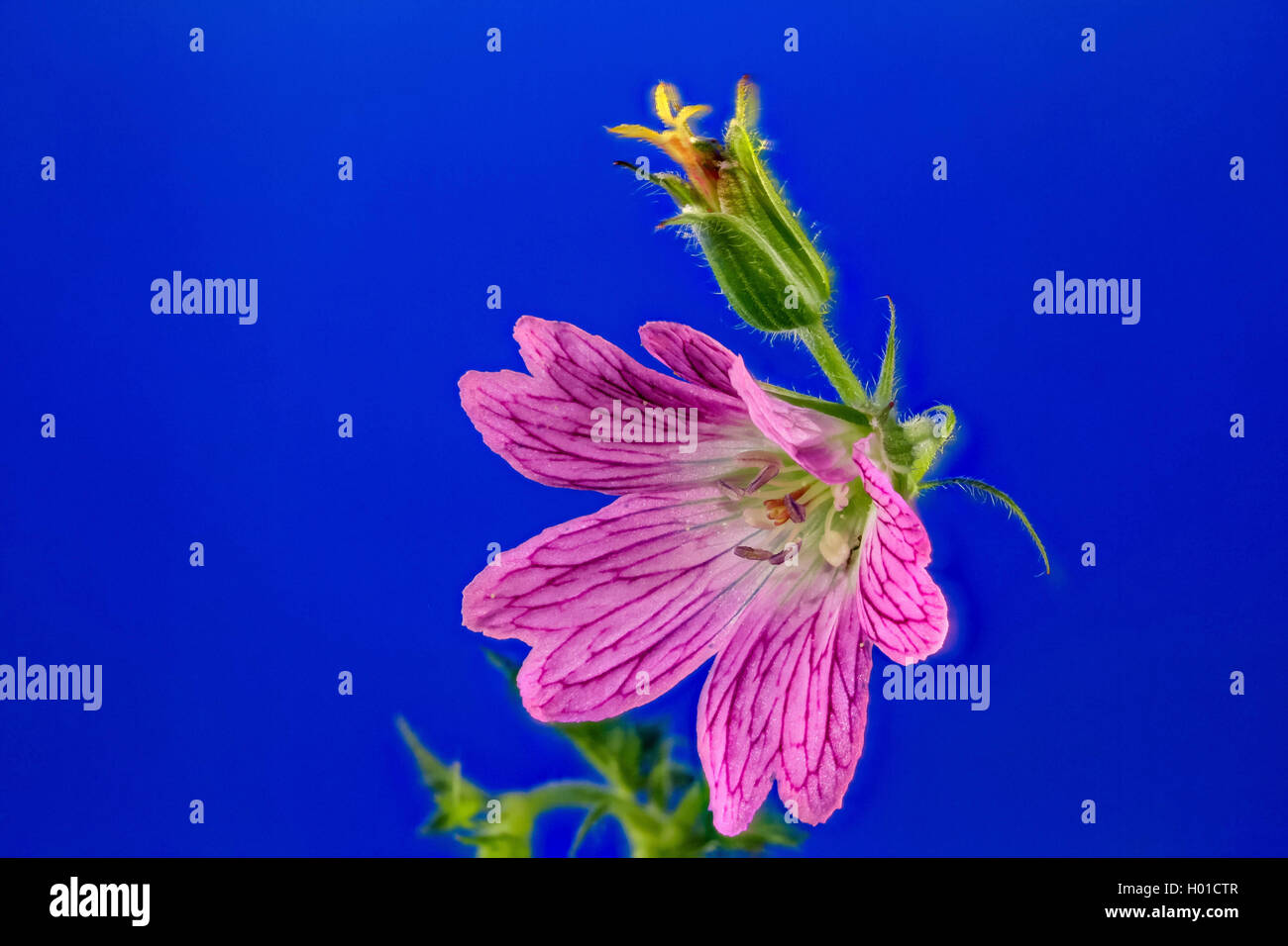 French Cranesbill (Geranium endressii), flower against blue background, Germany, M-V Stock Photo