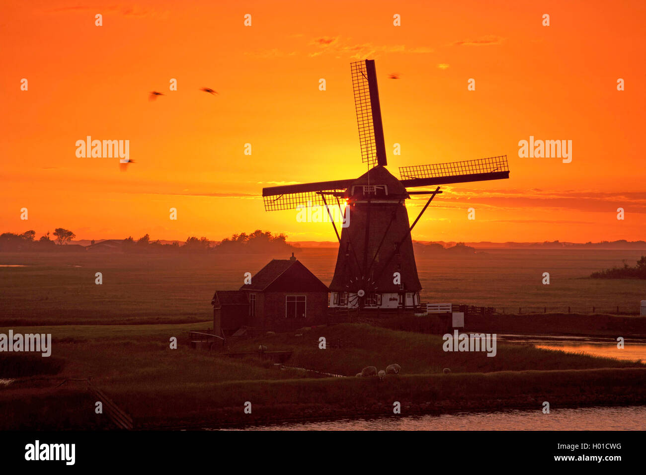 Windmuehle Het Noorden bei Sonnenuntergang, Niederlande, Texel | windmill Het Noorden at sunset, Netherlands, Texel | BLWS433392 Stock Photo