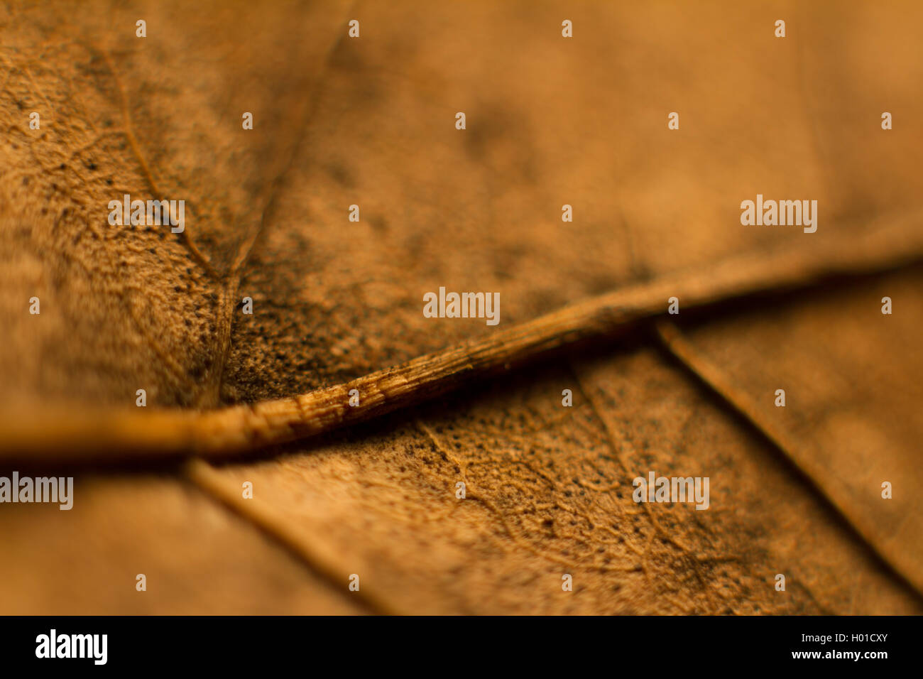 Close up of a dry leaf hi-res stock photography and images - Alamy