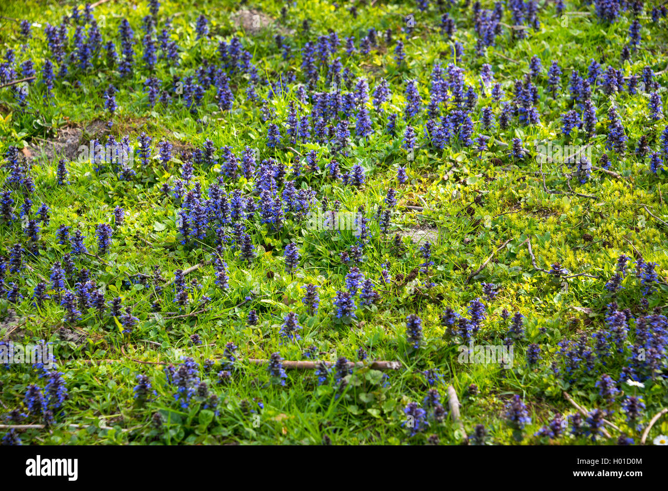 Creeping ground cover hires stock photography and images Alamy