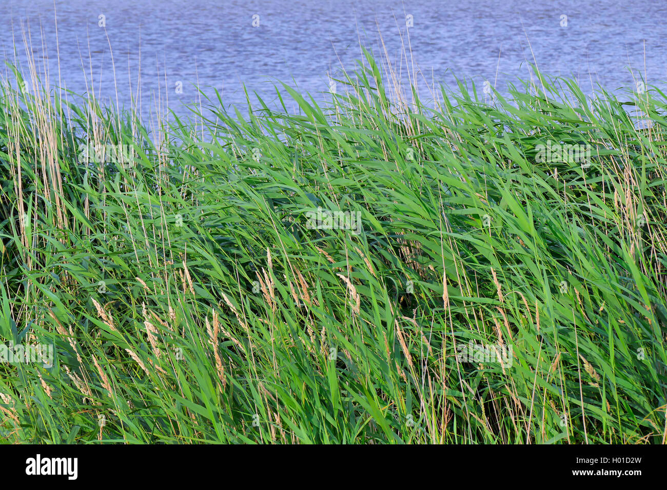 reed grass, common reed (Phragmites communis, Phragmites australis), reed zone at the river Oste near Neihaus, Germany, Lower Saxony, Neuhaus an der Oste Stock Photo