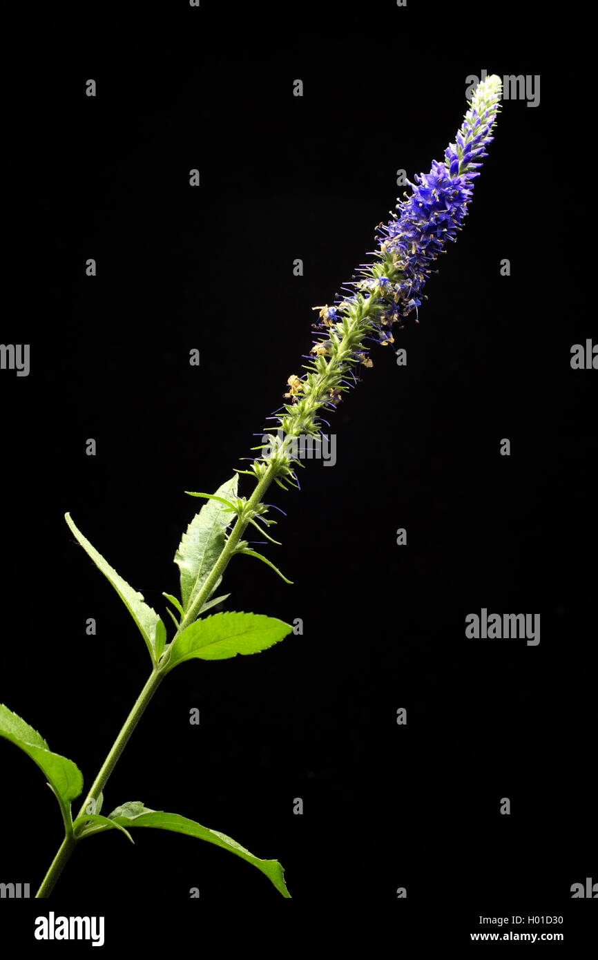 Langblaettriger Blauweiderich (Pseudolysimachion longifolium, Veronica longifolia), bluehend, vor schwarzem Hintergrund | Long-l Stock Photo