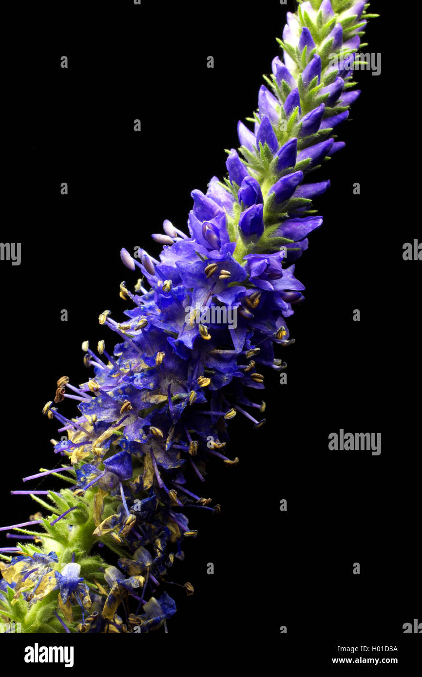 Langblaettriger Blauweiderich (Pseudolysimachion longifolium, Veronica longifolia), Bluetenstand vor schwarzem Hintergrund | Lon Stock Photo