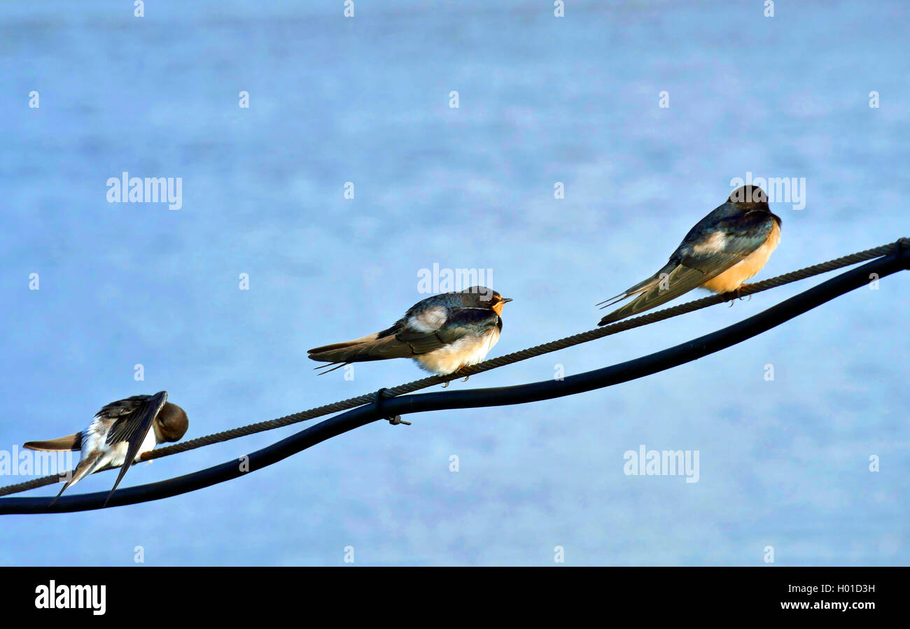barn swallow (Hirundo rustica), three barn swallows sit on a mooring rope, Germany, Lower Saxony, Neuhaus Stock Photo