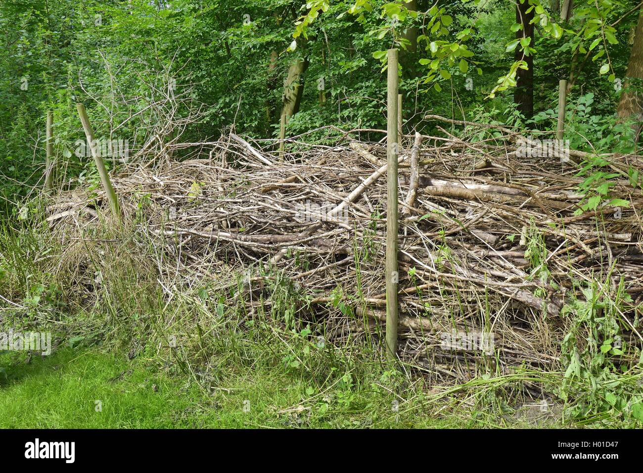 dead wood hedge, Germany, Lower Saxony Stock Photo