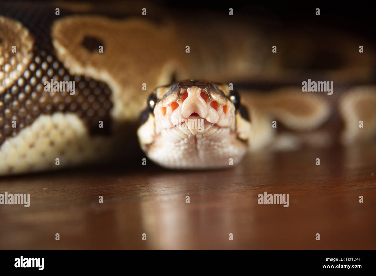 Ball python frontal close-up view Stock Photo - Alamy
