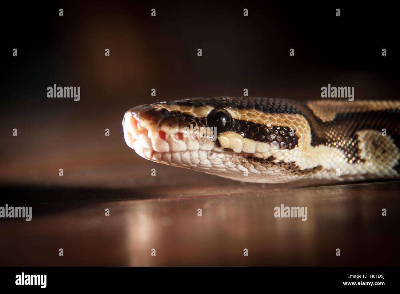 Ball python snake, side view Stock Photo - Alamy