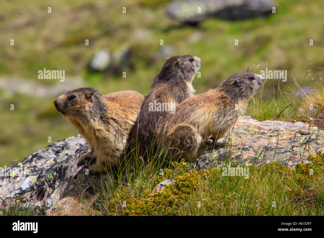 alpine marmot (Marmota marmota), three marmots sunbath on a rock, Switzerland, Valais Stock Photo