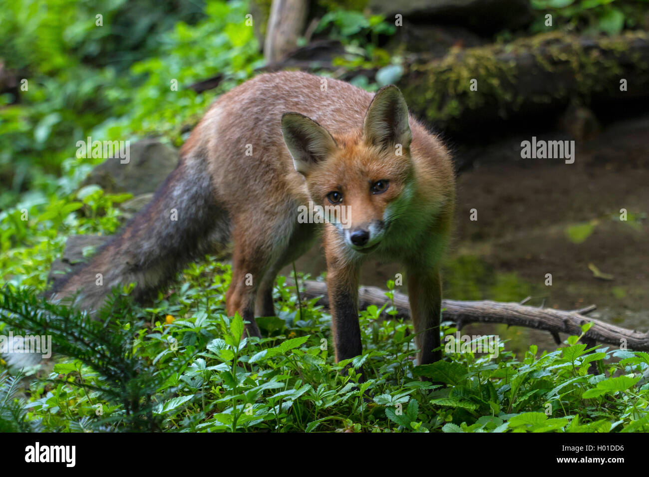 Rotfuchs, Rot-Fuchs (Vulpes vulpes), junger Rotfuchs an einem Waldteich auf Nahrungssuche, Schweiz, Sankt Gallen | red fox (Vulp Stock Photo