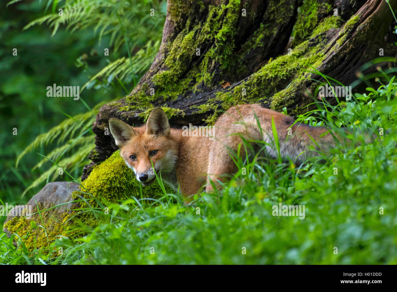 Rotfuchs, Rot-Fuchs (Vulpes vulpes), junger Rotfuchs auf einer Waldwiese bei der Nahrungssuche, Schweiz, Sankt Gallen | red fox  Stock Photo