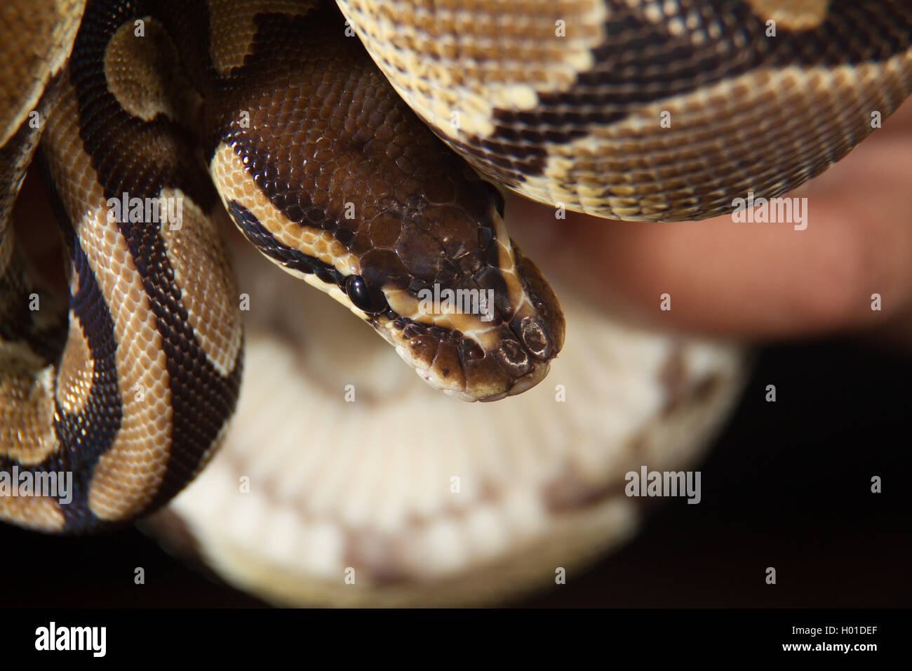 Ball python being hand held Stock Photo - Alamy