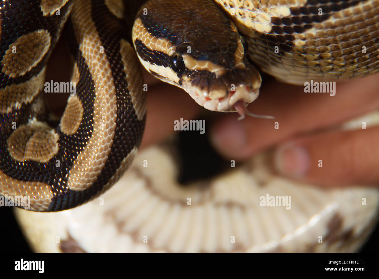 Ball python being hand held while using tongue to smell Stock Photo - Alamy