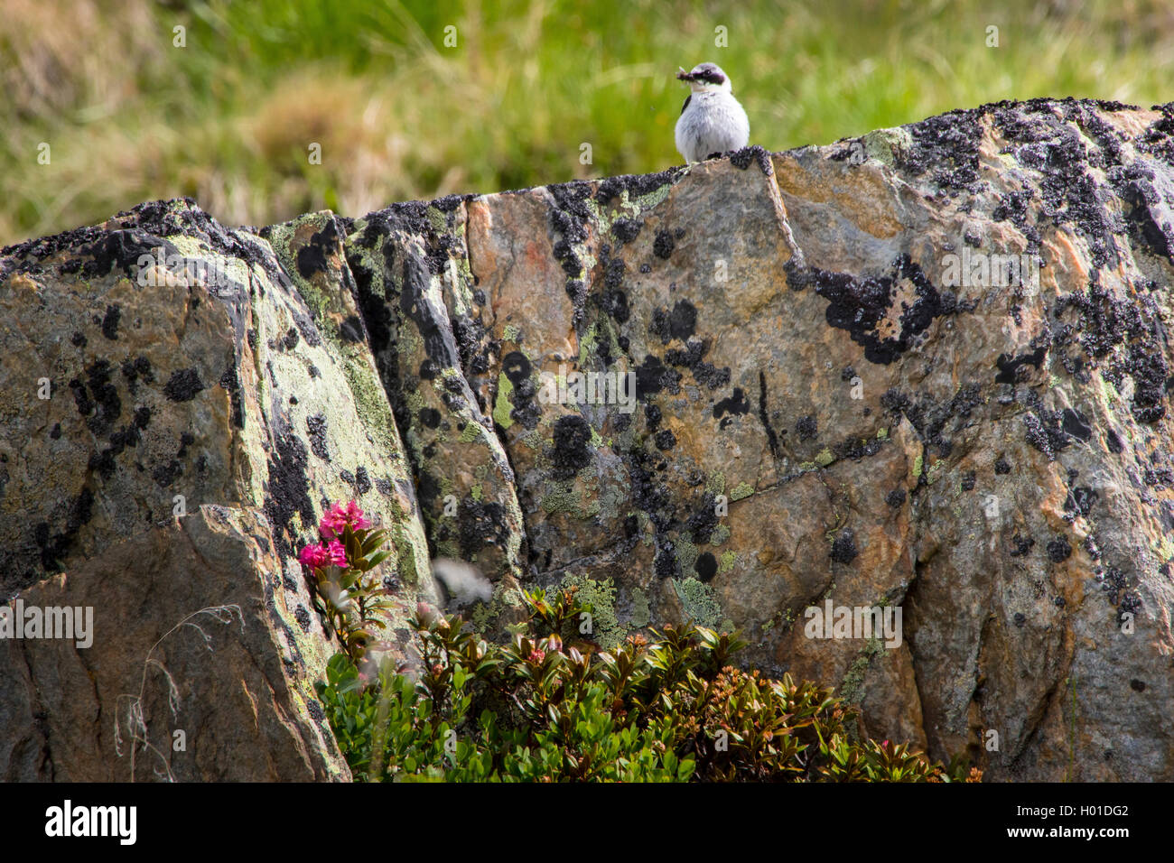 northern wheatear (Oenanthe oenanthe), sits on a rock with prey in its bill, Switzerland, Valais, Saas Fee Stock Photo
