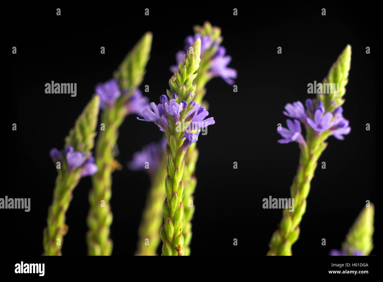 blue vervain (Verbena hastata), inflorescences in front of black background Stock Photo