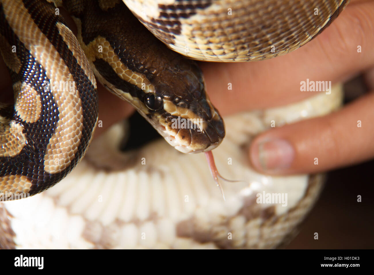 Ball python being hand held Stock Photo - Alamy