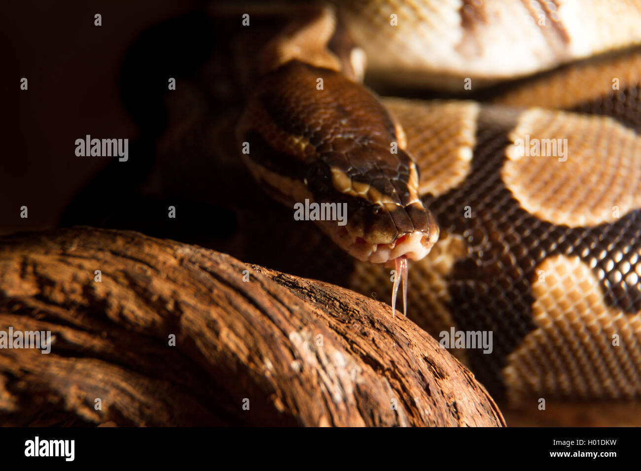 Ball python snake with tongue coming out Stock Photo - Alamy