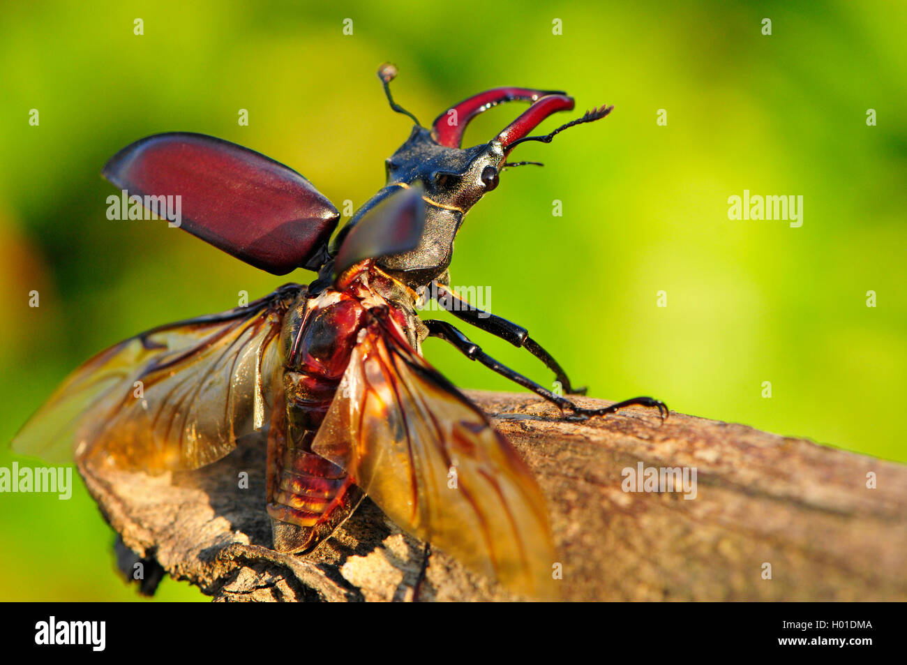 Beetle With Spread Wings High Resolution Stock Photography And Images Beetle With Spread Wings High Resolution Stock Photography And Images