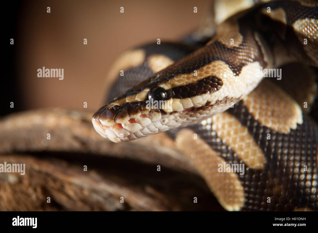 Ball python snake, side view Stock Photo - Alamy