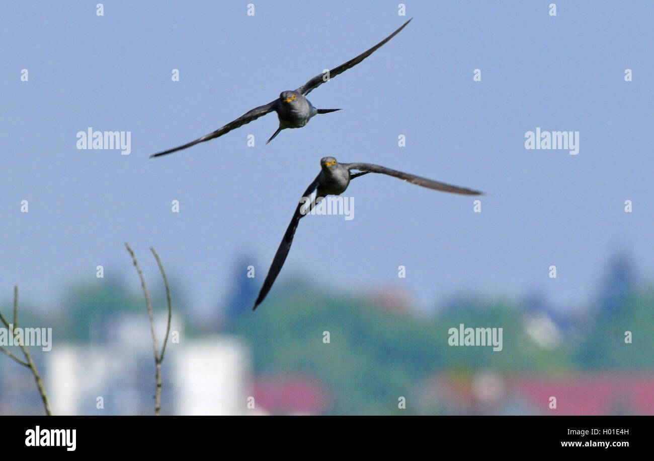 Eurasian cuckoo (Cuculus canorus), two cuckoos in flight, Germany Stock Photo
