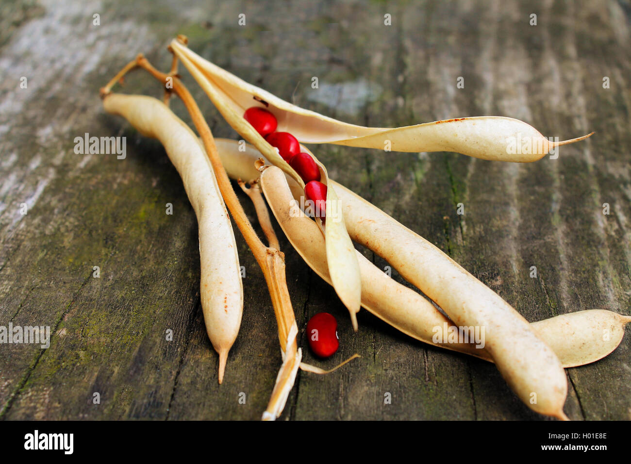 Red beans pods hires stock photography and images Alamy