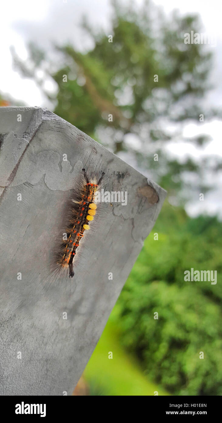 Rusty Tussock Moth, Vapourer Moth (Orgya antiqua), caterpillar at a wall, Germany, North Rhine-Westphalia Stock Photo