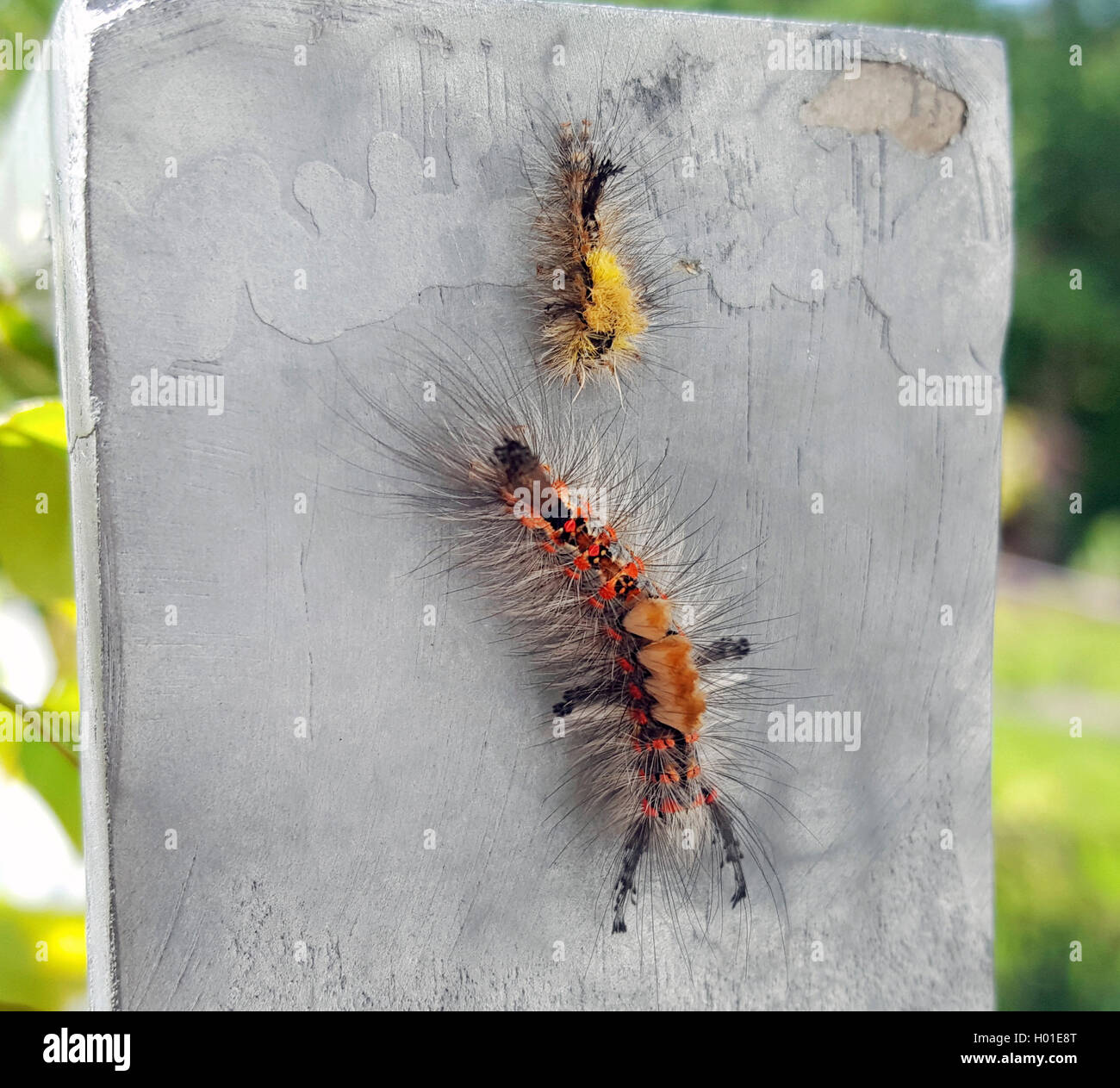 Rusty Tussock Moth, Vapourer Moth (Orgya antiqua), caterpillar at a wall with exuvia, Germany, North Rhine-Westphalia Stock Photo