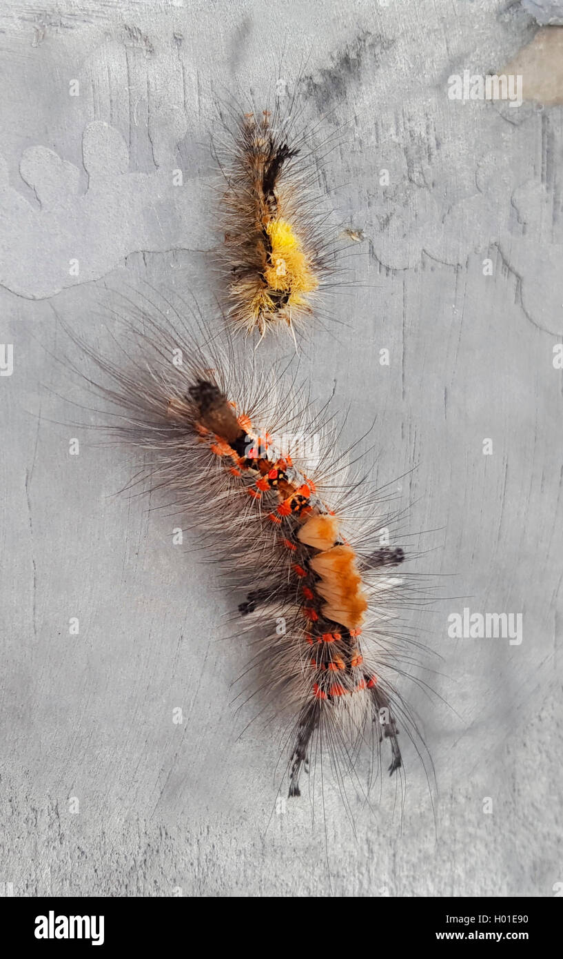 Rusty Tussock Moth, Vapourer Moth (Orgya antiqua), caterpillar at a wall with exuvia, Germany, North Rhine-Westphalia Stock Photo
